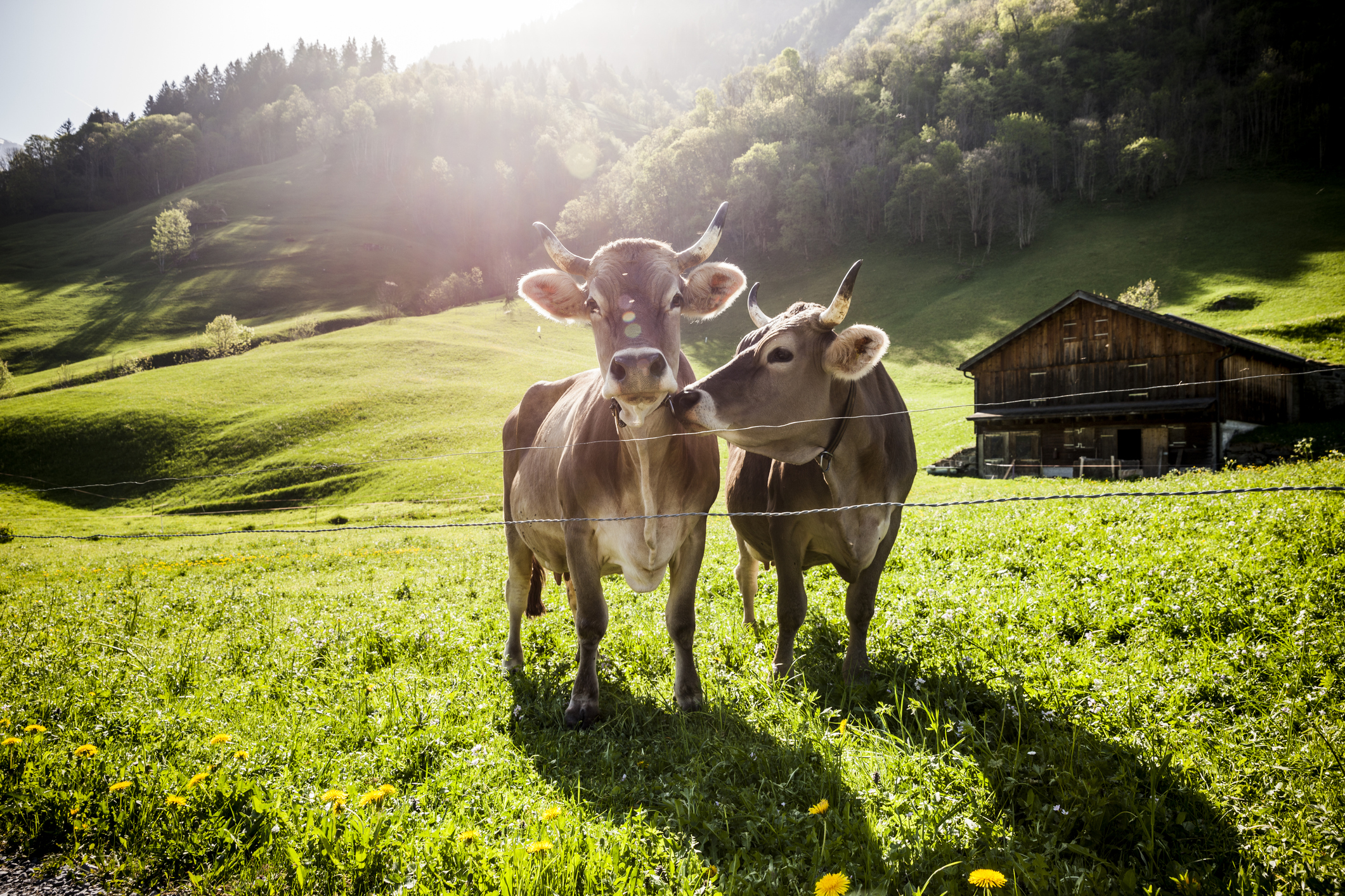 kühe-alpen-bauernhof